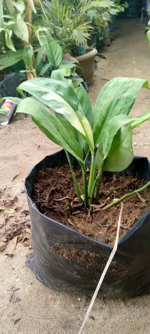 Peace Lily