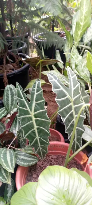 Indoor Plants