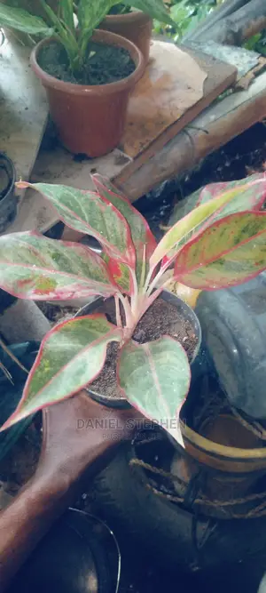 Indoor Plants for Sale