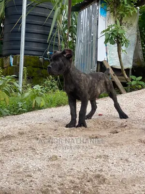 1-3 months Male Purebred Cane Corso