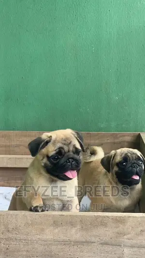 1-3 months Female Purebred Pug