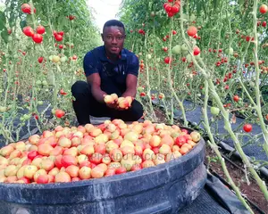 An Experienced Agronomist