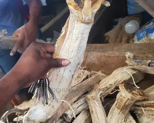 Stuck Fish