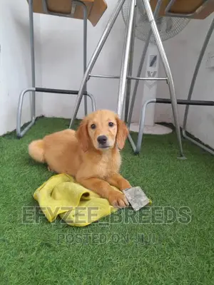 1-3 months Female Purebred Golden Retriever