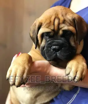 1-3 months Male Purebred Bullmastiff