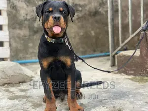 6-12 months Male Purebred Rottweiler