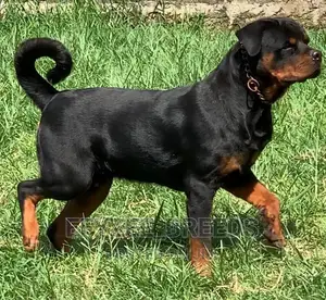6-12 months Male Purebred Rottweiler
