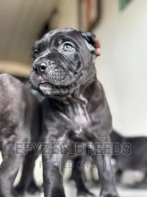 1-3 months Male Purebred Cane Corso
