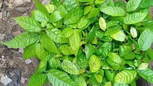 Hybrid Cocoa Seedlings