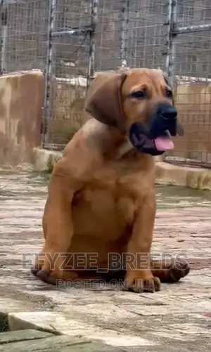 1-3 months Male Purebred Boerboel