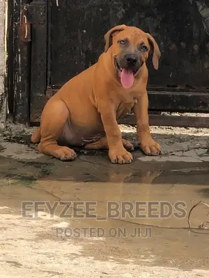 1-3 months Male Purebred Boerboel