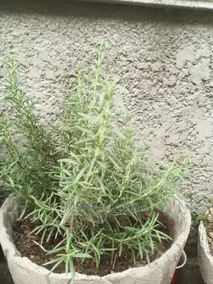 Rosemary Seedlings