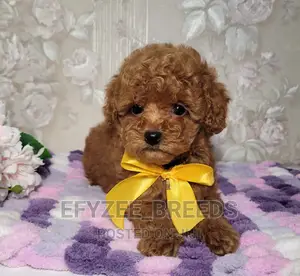 3-6 months Female Purebred Poodle