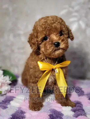3-6 months Female Purebred Poodle
