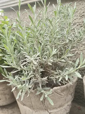 Lavender Seedling