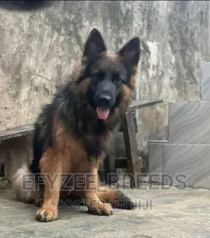 1+ year Female Purebred German Shepherd