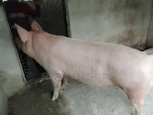Pigs Are Available in Delta State