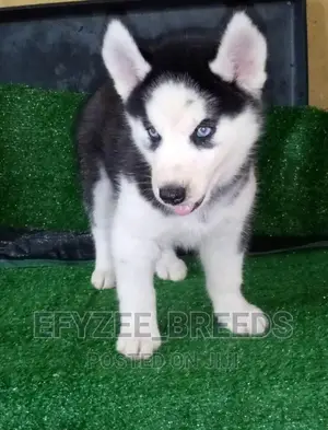 1-3 months Female Purebred Siberian Husky