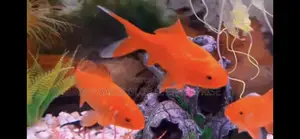 Affordable Gold Fish In Lagos