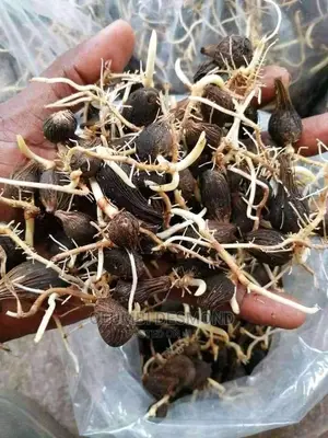 Hybrid Tenera Sprouted Seeds/Seedlings – Early High Yield