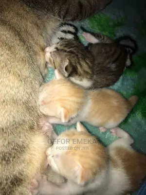 0-1 month Female Mixed Breed Ocicat