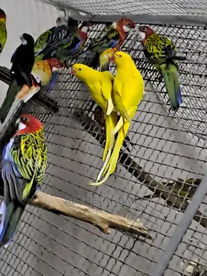 Rosellas for Sale