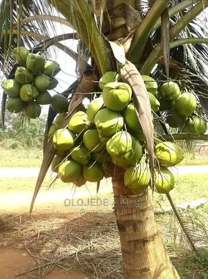 Hybrid Dwarf Coconut