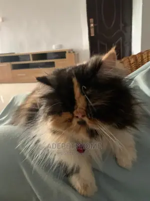 6-12 months Female Purebred Persian
