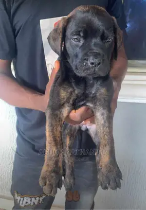 1-3 months Female Purebred Boerboel