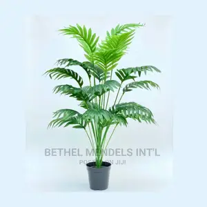 Purchase Mini Palm Plants for Interior Beautification