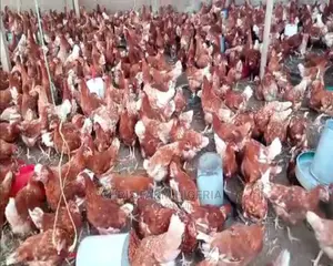 Point Of Lay Chicken Birds For Egg Production
