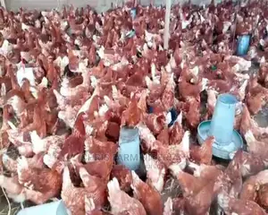 Point Of Lay Chicken Birds For Egg Production