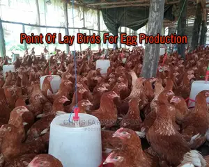 Point Of Lay Chicken Birds For Egg Production