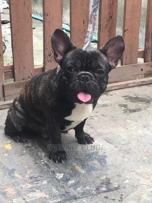 1+ year Male Purebred French Bulldog