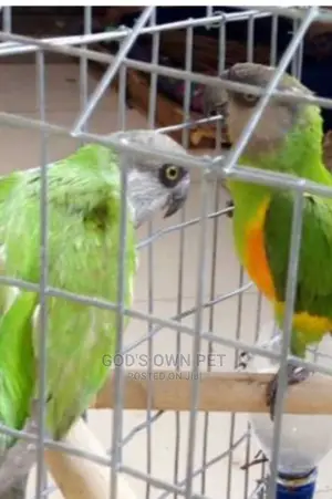 Senegalese Parrots Is Available