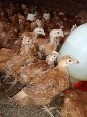 Healthy 5-7 Weeks Noilers Bulk Supply – Ilorin, Kwara