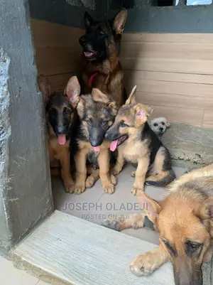 1-3 months Female Purebred German Shepherd