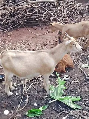 Find Your Favorite Goat Here