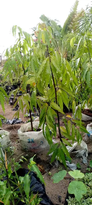 Masquerade Tree for Sale