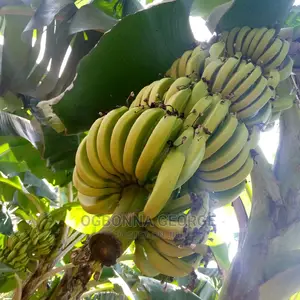 Hybrid Dwarf Plantain N Cavendish Banana Suckers N Fruits