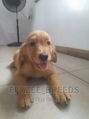 1-3 months Female Purebred Golden Retriever