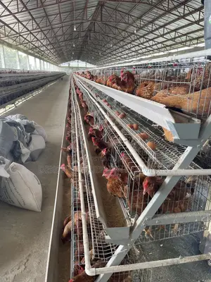 120 Birds Foreign Cage With A 20+ Years Of Active Usage