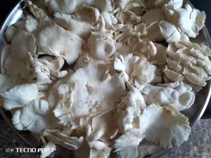 Mushroom, Fresh, Dry, Fruiting Bags, Spores/Seeds