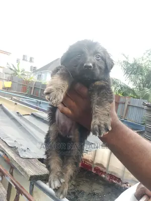 1-3 months Female Purebred German Shepherd