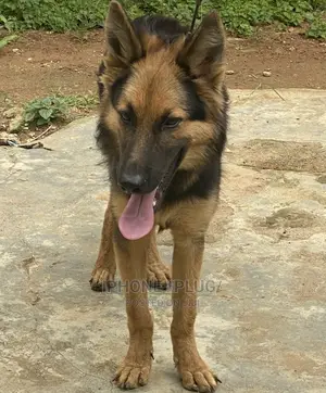 3-6 months Male Purebred German Shepherd
