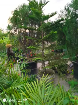 Araucaria for Sale