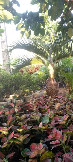 Matured Bottle Palm for Sale