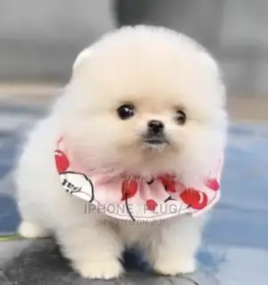 1-3 months Female Purebred Pomeranian