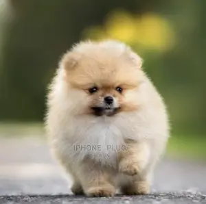 1-3 months Female Purebred Pomeranian