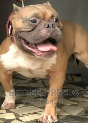 1-3 months Male Purebred American Bully